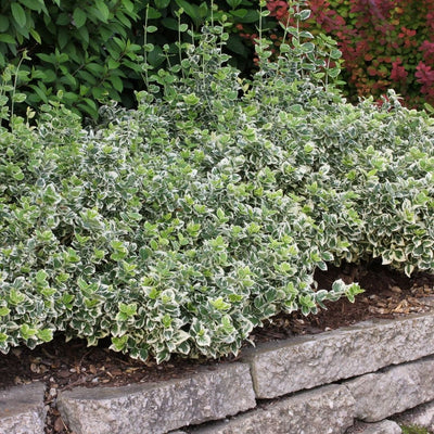 Euonymus 'White Album' (PW)