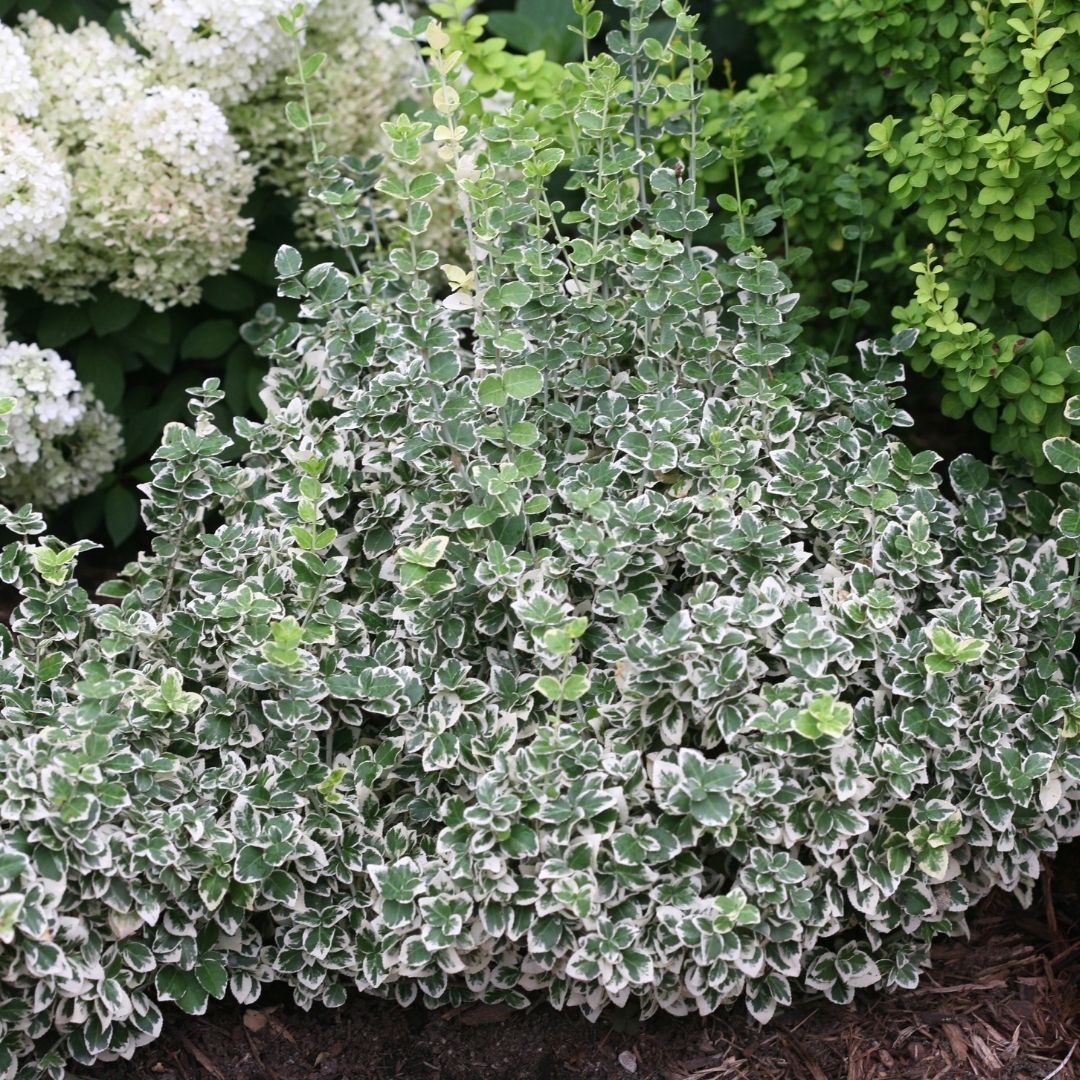 Euonymus 'White Album' (PW)