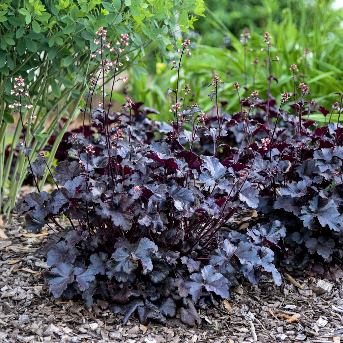 Heuchera 'Black Pearl' (PW)