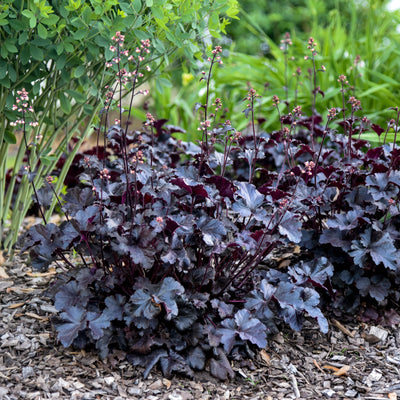 Heuchera 'Black Pearl' (PW)