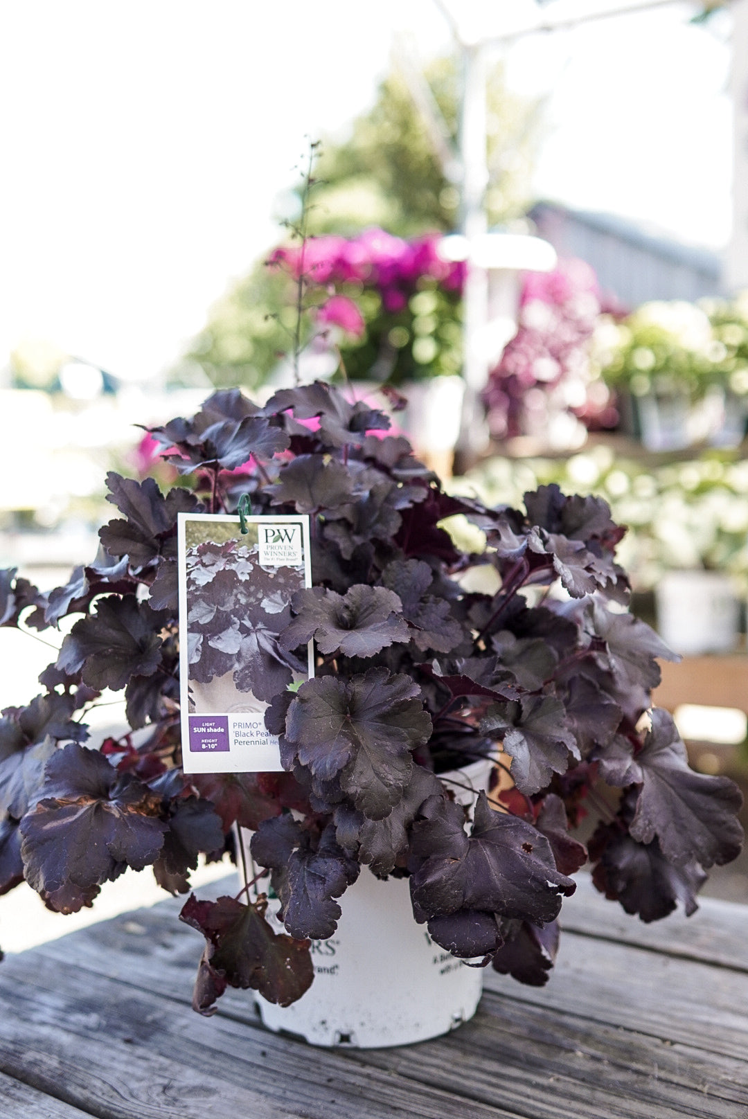 Heuchera 'Black Pearl' (PW)