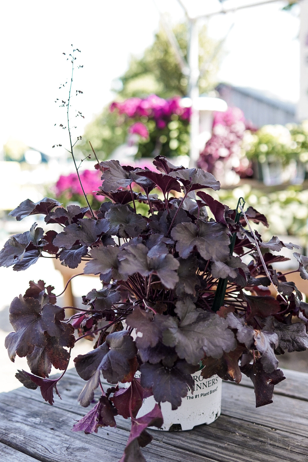 Heuchera 'Black Pearl' (PW)