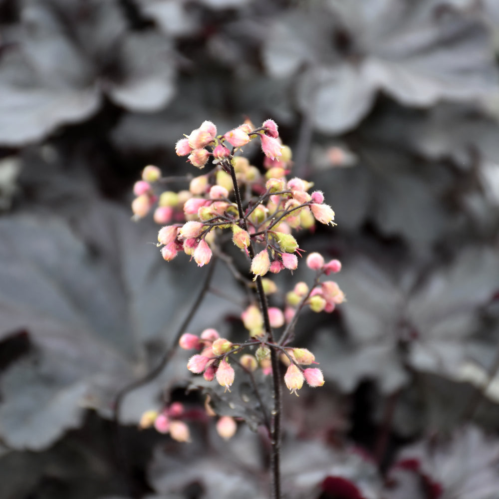 Heuchera 'Black Pearl' (PW)