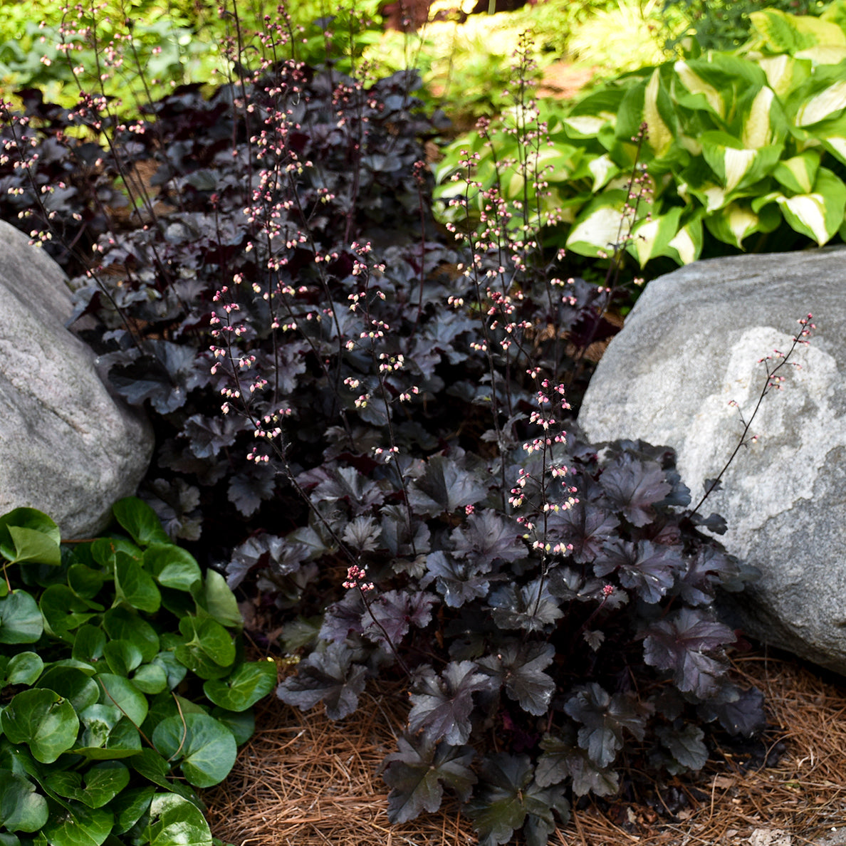 Heuchera 'Black Pearl' (PW)