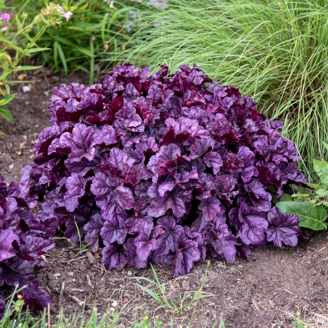 Heuchera 'Wildberry' (PW)