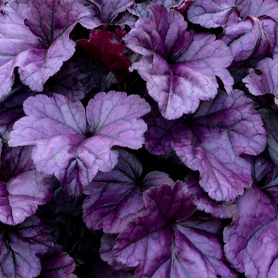 Heuchera 'Wildberry' (PW)