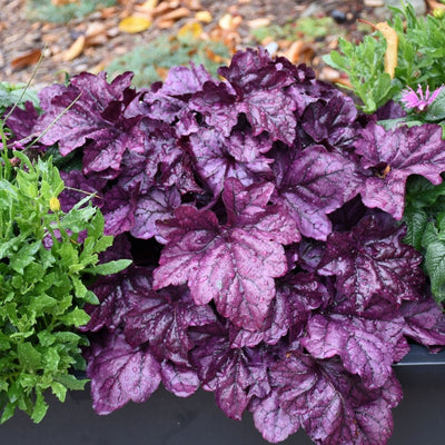 Heuchera 'Wildberry' (PW)