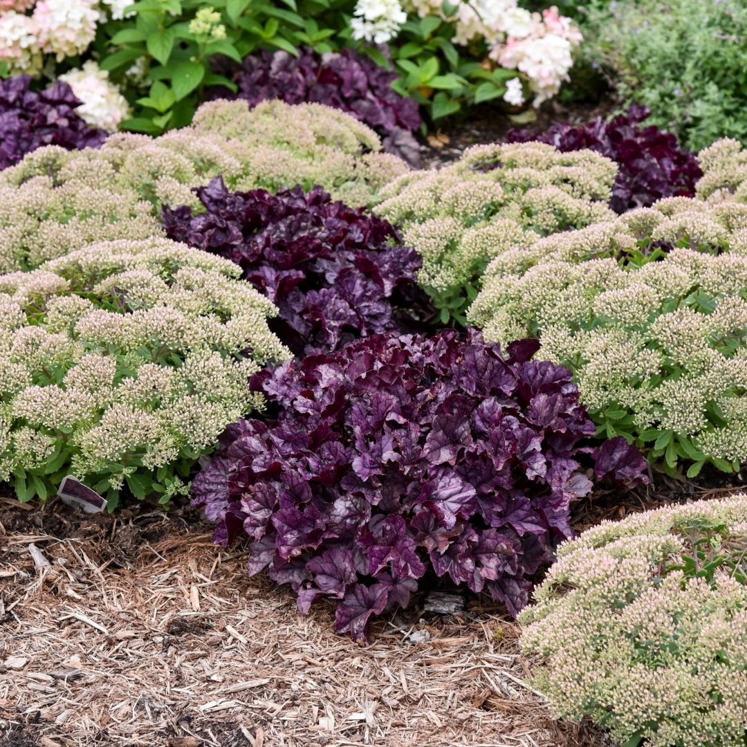 Heuchera 'Wildberry' (PW)