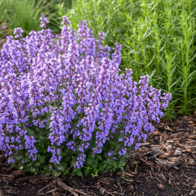 Nepeta 'Cat's Pajamas' (PW)