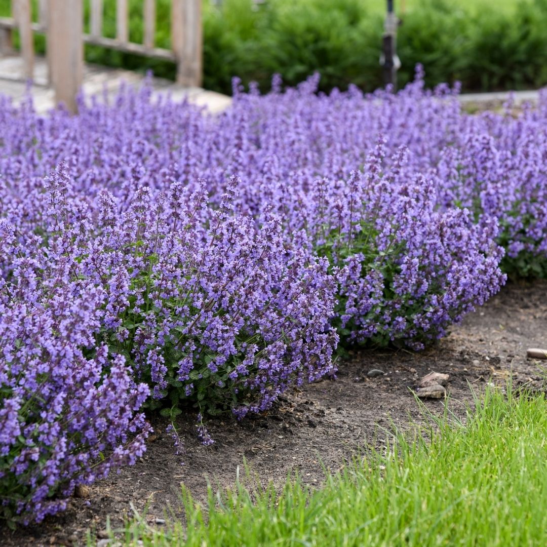 Nepeta 'Cat's Pajamas' (PW)