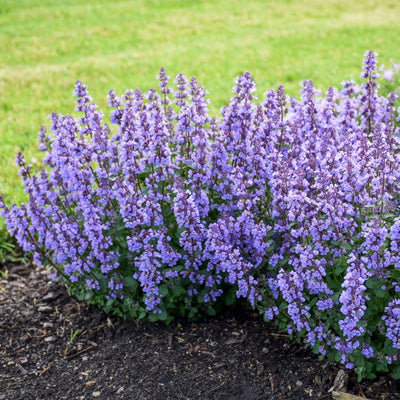 Nepeta 'Cat's Pajamas' (PW)