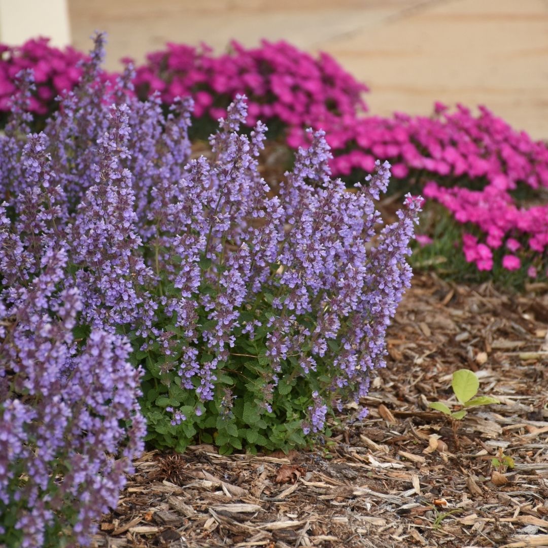 Nepeta 'Cat's Pajamas' (PW)