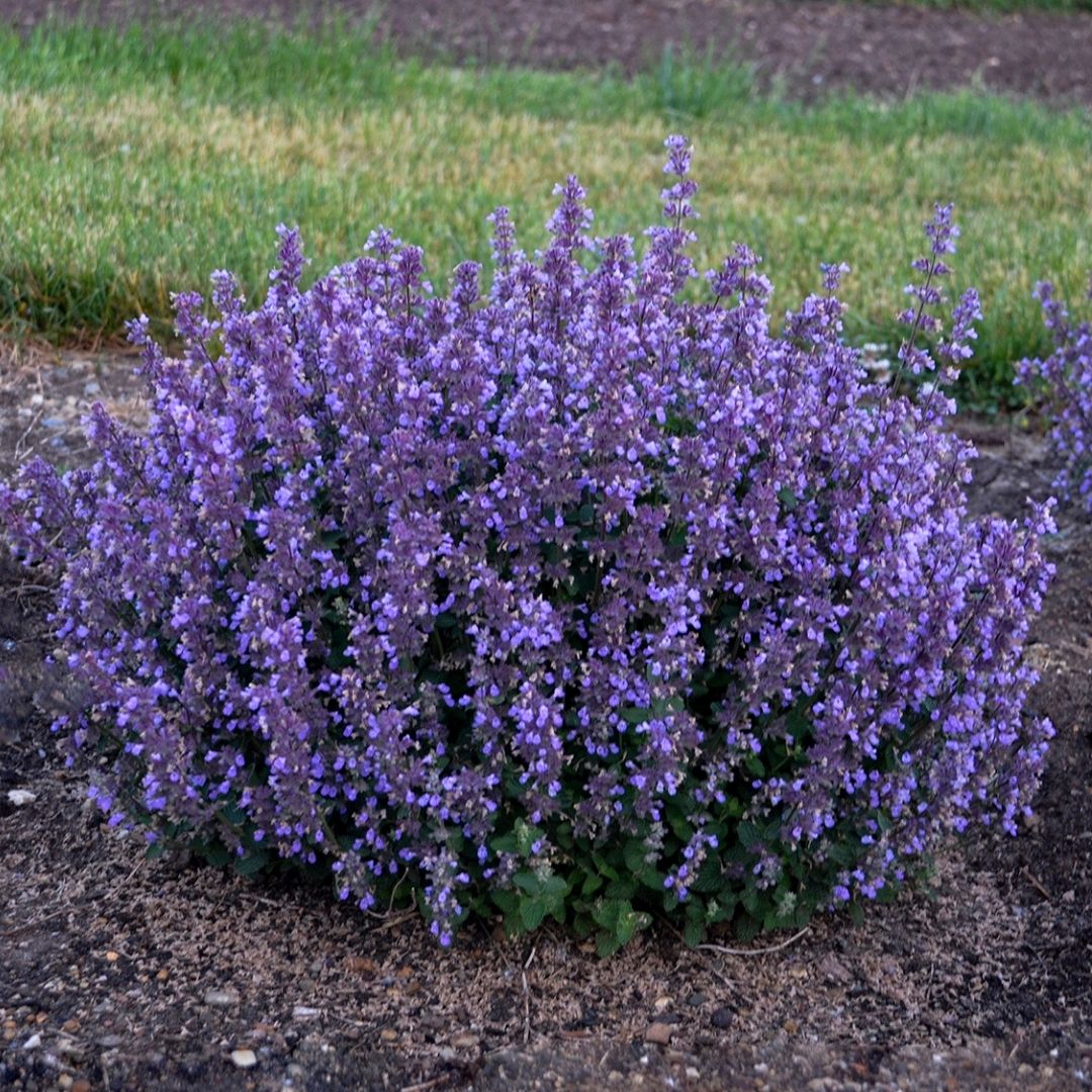 Nepeta 'Cat's Pajamas' (PW)