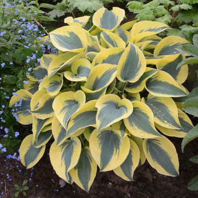 Hosta 'Autumn Frost' (PW)