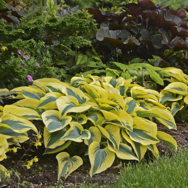 Hosta 'Autumn Frost' (PW)