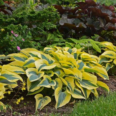 Hosta 'Autumn Frost' (PW)