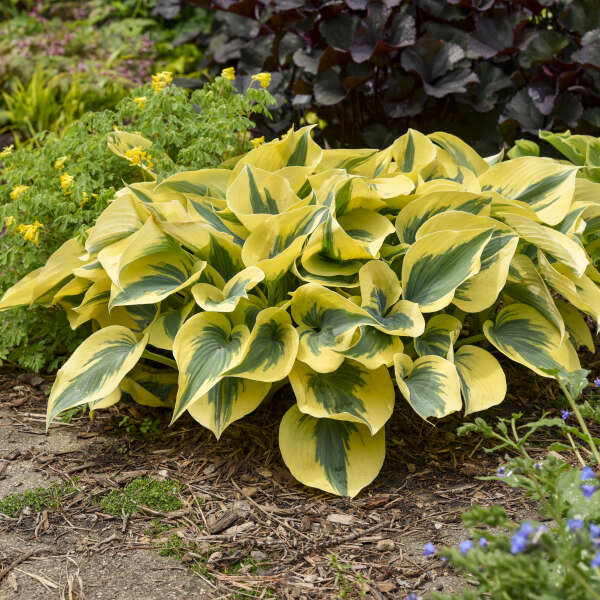 Hosta 'Autumn Frost' (PW)