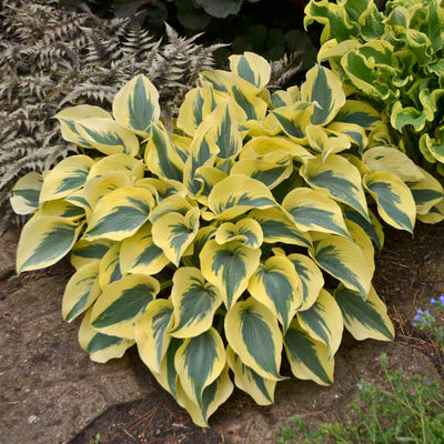 Hosta 'Autumn Frost' (PW)