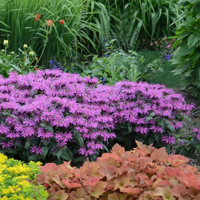 Monarda 'Leading Lady Plum' (PW)