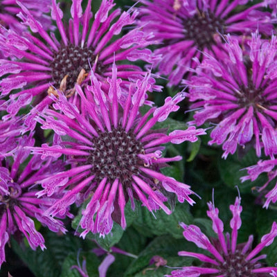 Monarda 'Leading Lady Plum' (PW)