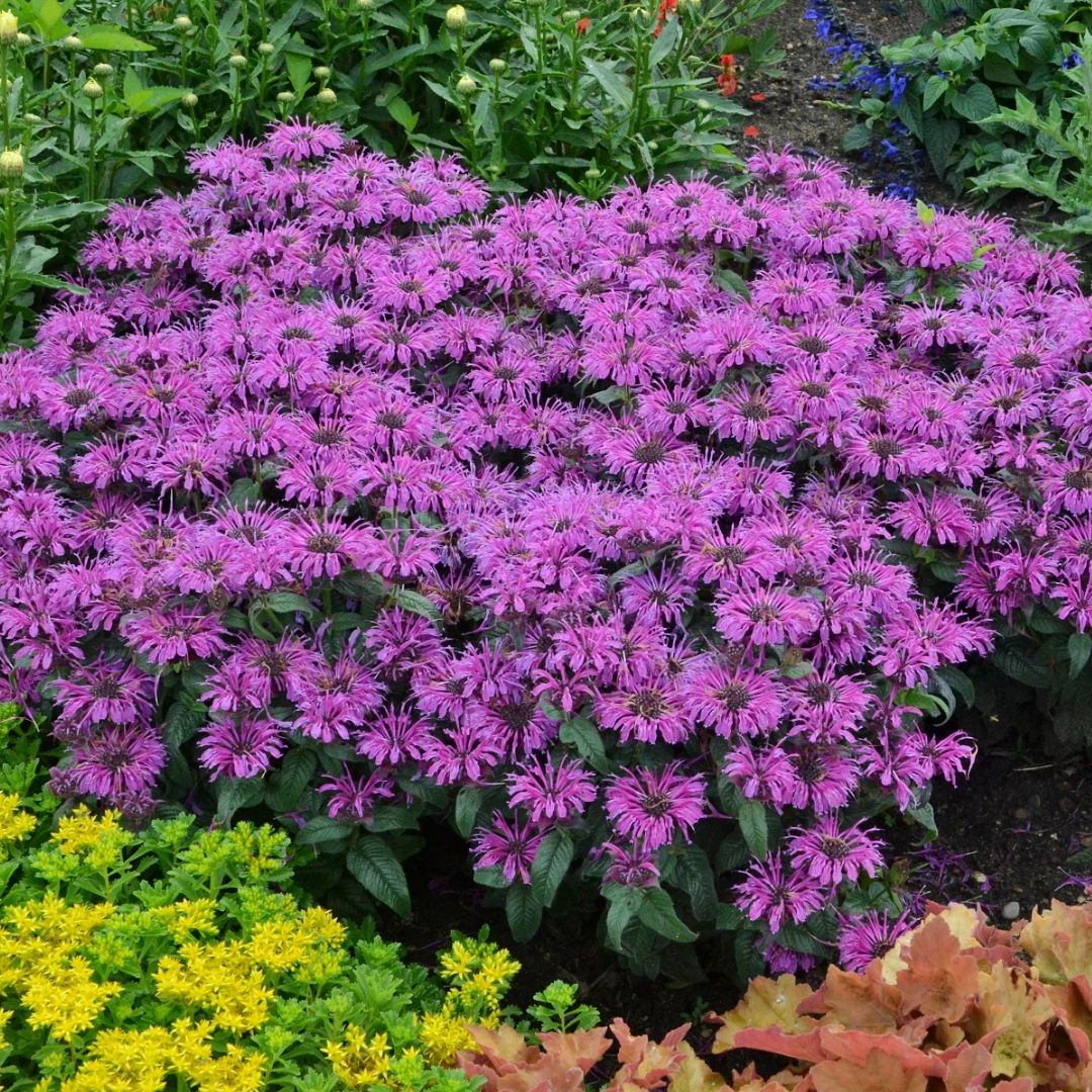 Monarda 'Leading Lady Plum' (PW)