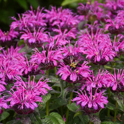 Monarda 'Leading Lady Plum' (PW)