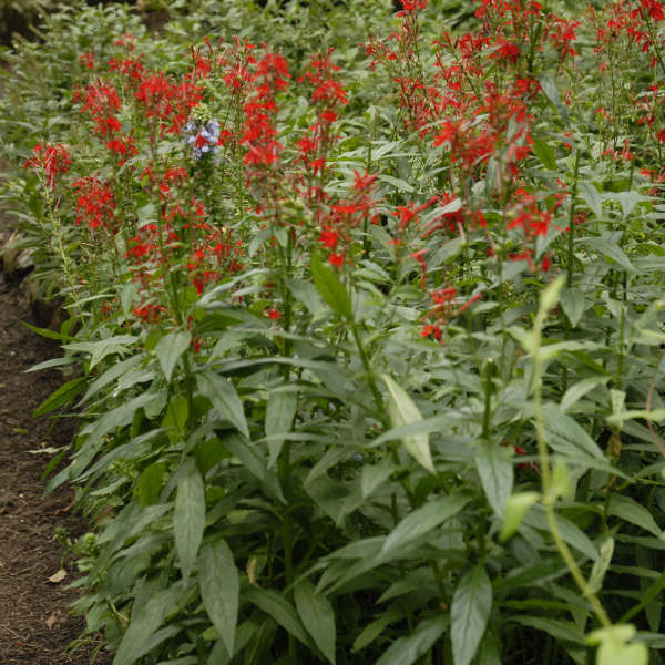 Lobelia cardinalis (Cardinal Flower) *TB*