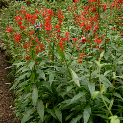 Lobelia cardinalis (Cardinal Flower) *TB*