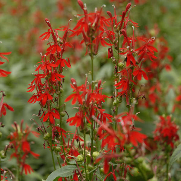 Lobelia cardinalis (Cardinal Flower) *TB*