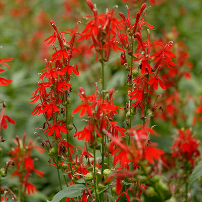 Lobelia cardinalis (Cardinal Flower) *TB*