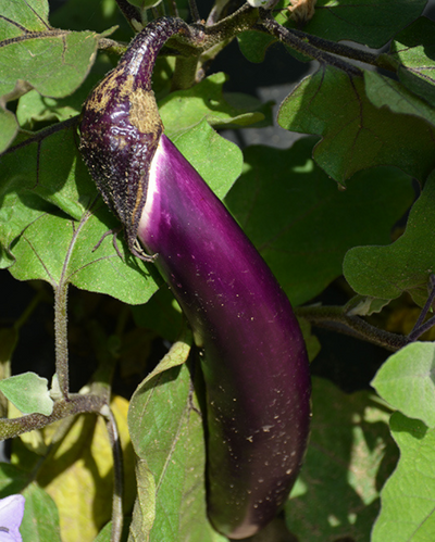 VEG - Eggplant - Ichiban