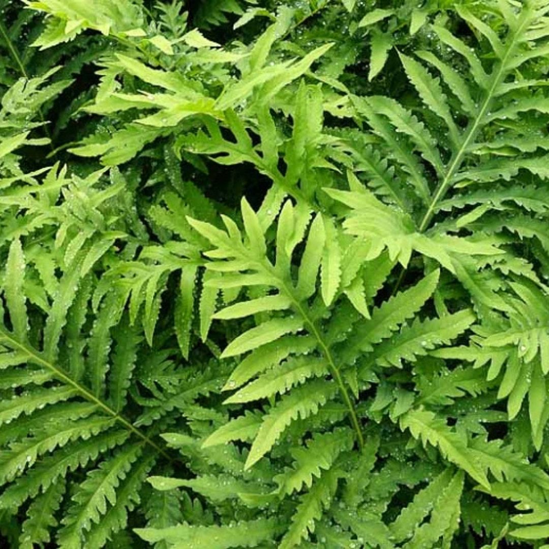 Fern Sensitive (Onoclea sens.) *TB*