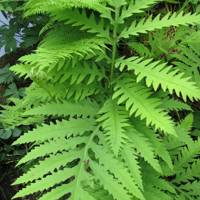 Fern Sensitive (Onoclea sens.) *TB*