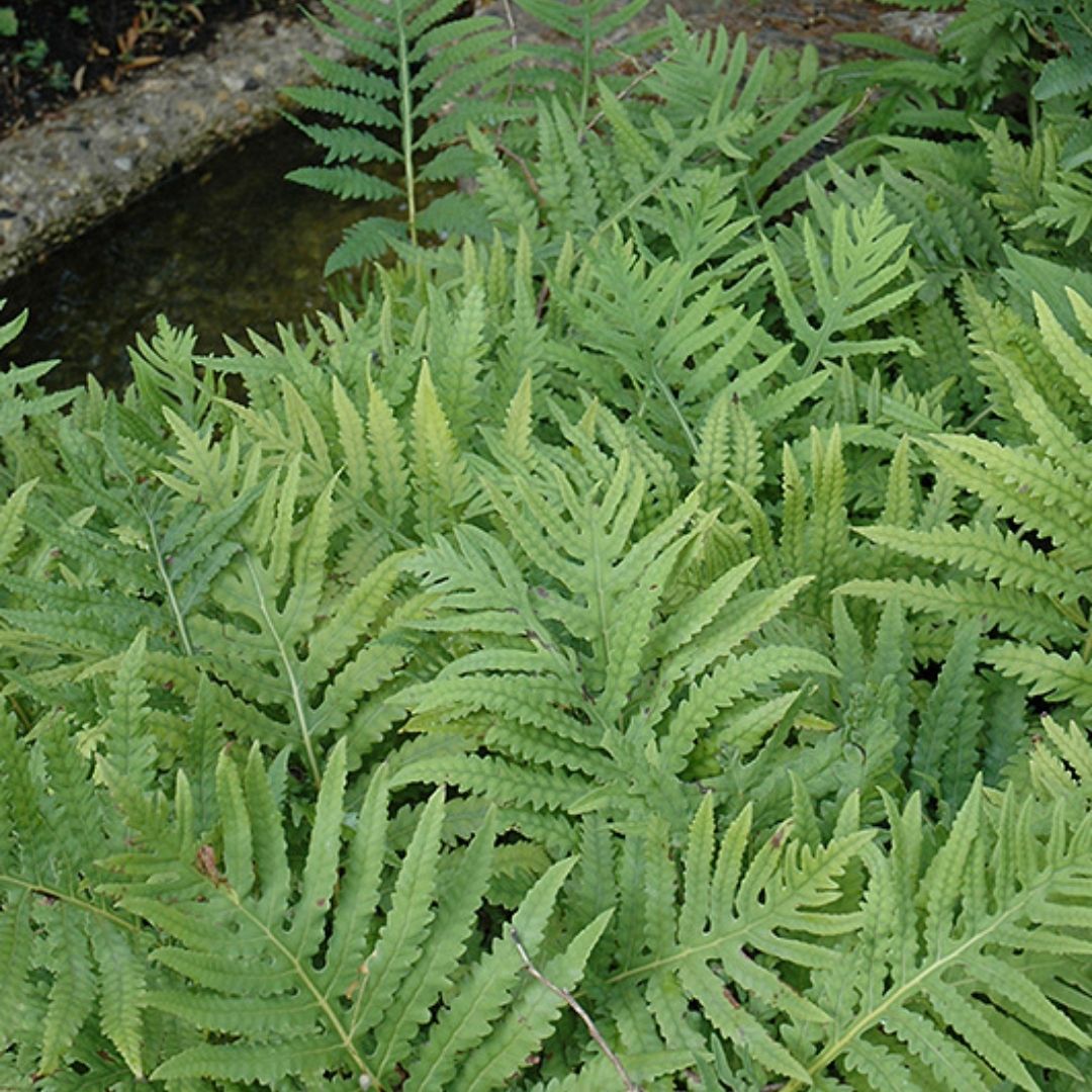 Fern Sensitive (Onoclea sens.) *TB*