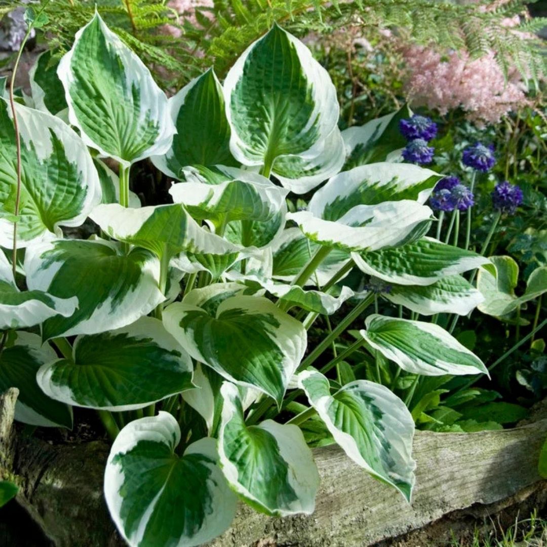 Hosta 'Patriot'