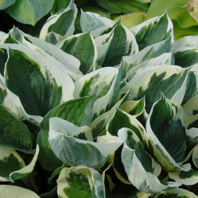 Hosta 'Patriot'