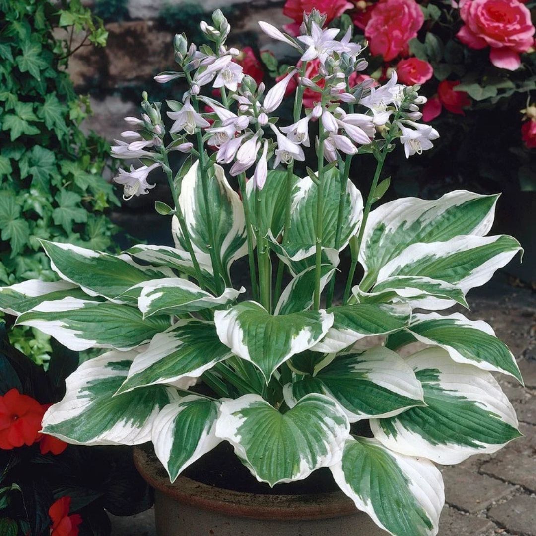 Hosta 'Patriot'