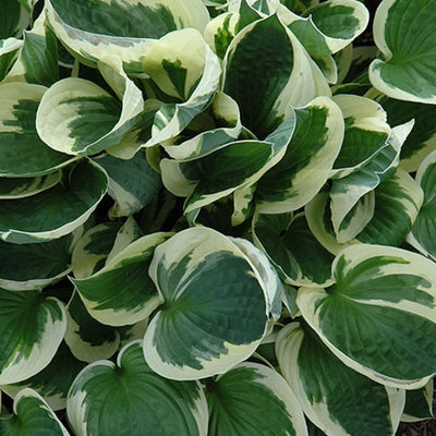 Hosta 'Patriot'