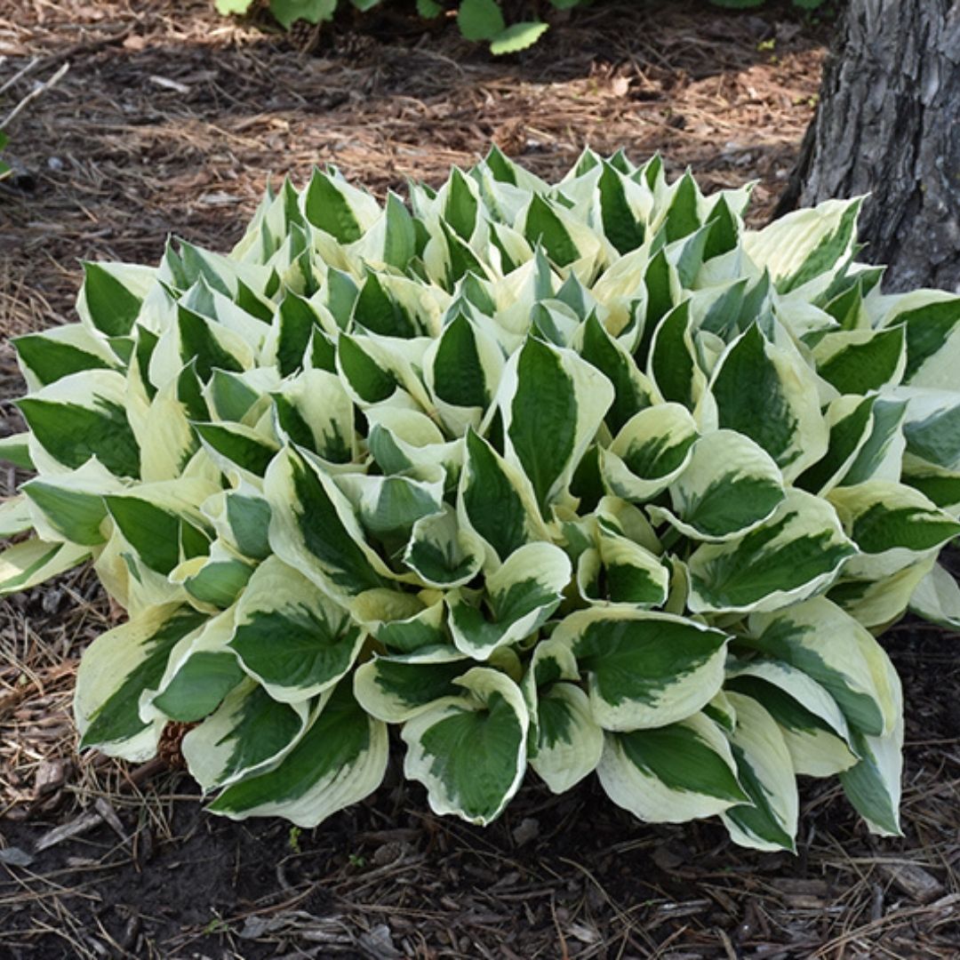 Hosta 'Patriot'