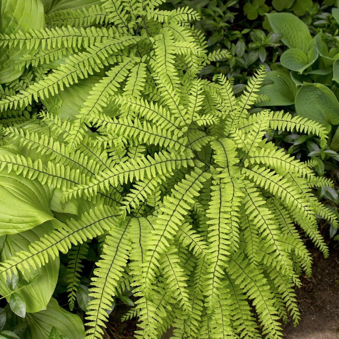 Fern Maidenhair (Adiantum ped.) *TB*