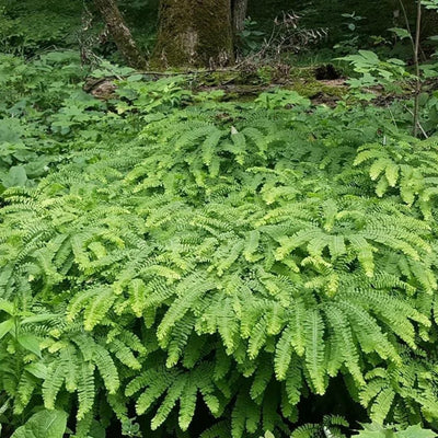 Fern Maidenhair (Adiantum ped.) *TB*