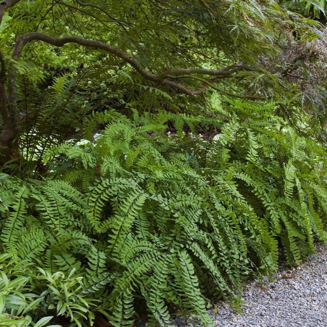 Fern Maidenhair (Adiantum ped.) *TB*