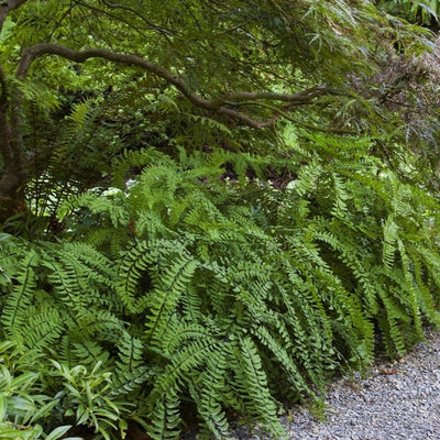 Fern Maidenhair (Adiantum ped.) *TB*