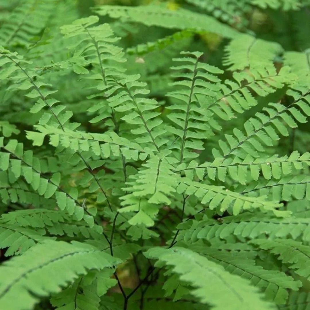 Fern Maidenhair (Adiantum ped.) *TB*