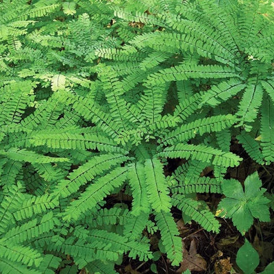 Fern Maidenhair (Adiantum ped.) *TB*