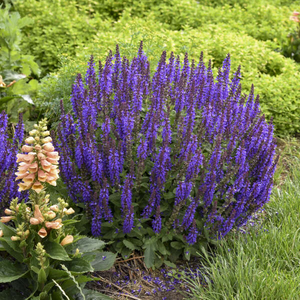 Salvia 'Violet Profusion' (PW)