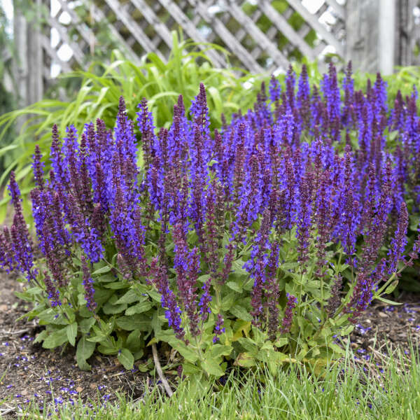 Salvia 'Violet Profusion' (PW)