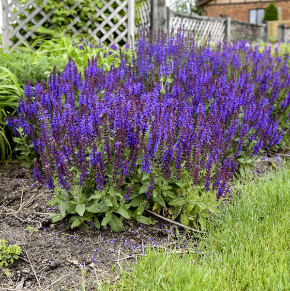 Salvia 'Violet Profusion' (PW)