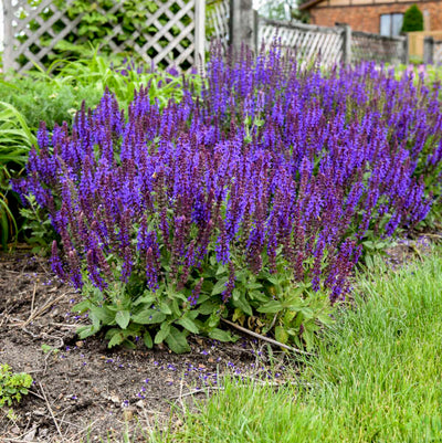 Salvia 'Violet Profusion' (PW)