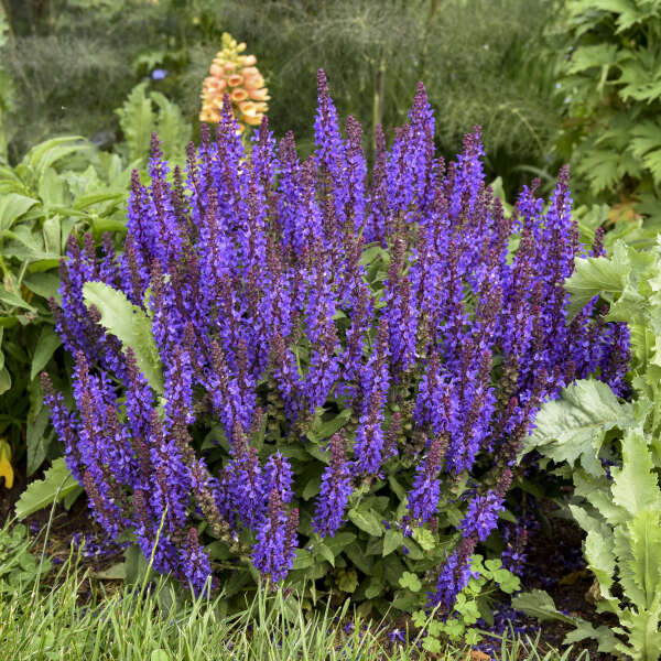 Salvia 'Violet Profusion' (PW)